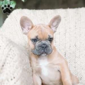 Parker, French Bulldog Puppy